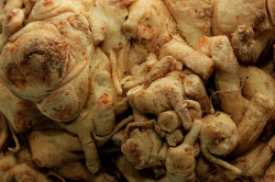 100025-close_up_knolselderij