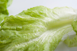 100071-close_up_ijsbergsla