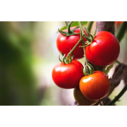 115209-tomaten_plant